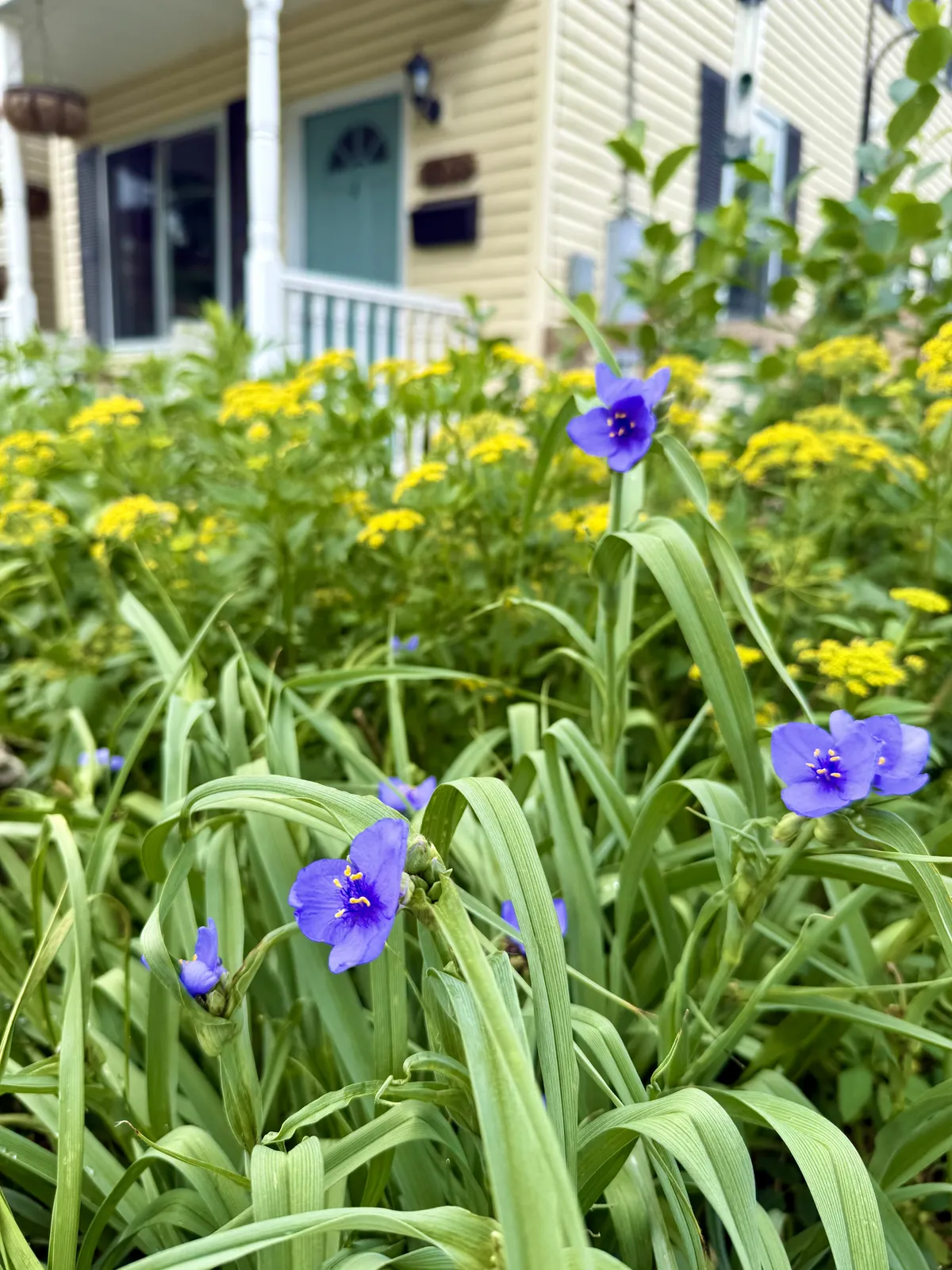 Spiderwort and Golden Alexanders